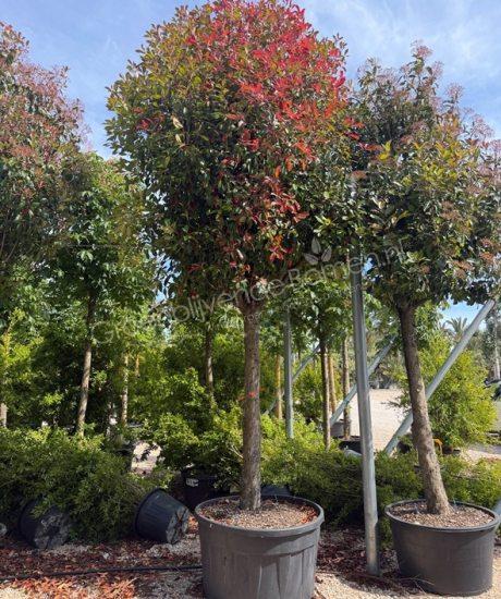 Photinia fraseri 'Red Robin' hoogstam kopen glansmispel