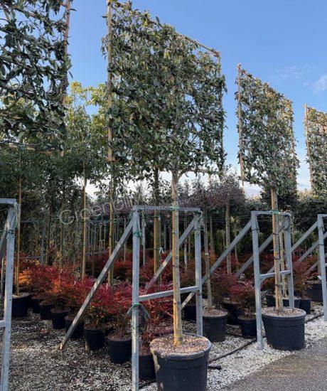 Photinia fraseri 'Red Robin' leiboom glansmispel