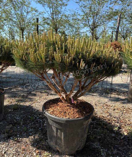 Pinus brepo 'Pierrick Bregeon' meerstam kopen Bolvormige den