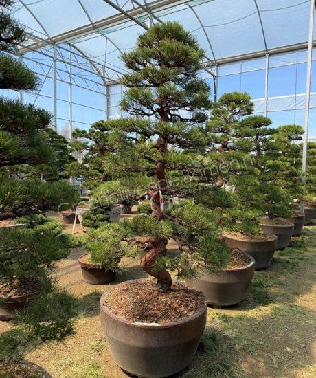 Pinus densiflora Japanse bonsai kopen
