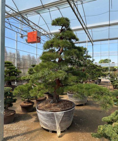 Pinus densiflora Japanse bonsai kopen