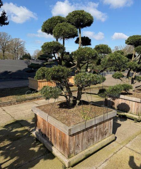 Pinus mugo 'Gnom' bonsai kopen