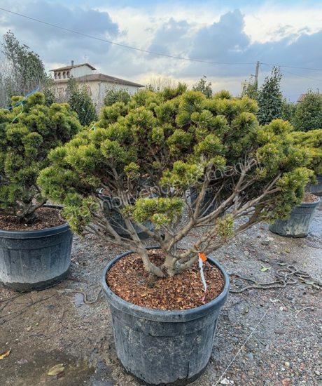 Pinus mugo 'Peterlee'  meerstam kopen Bolvormige den