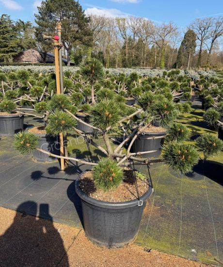 Pinus nigra 'Brepo' bonsai kopen
