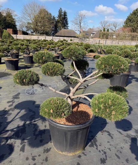 Pinus nigra 'Brepo' bonsai kopen
