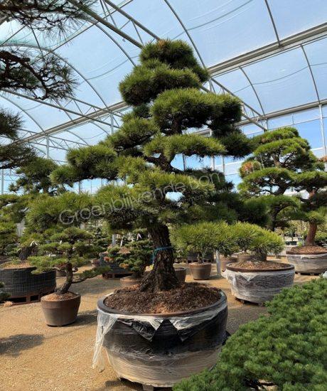 Pinus parviflora Japanse bonsai kopen