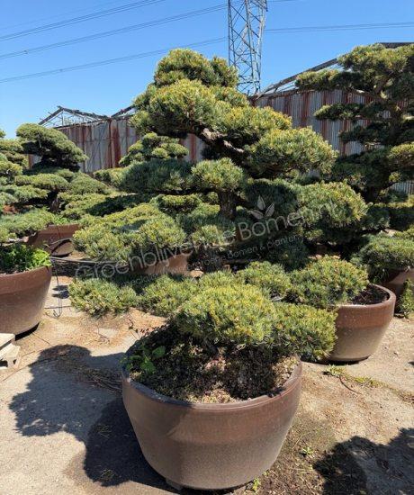 Pinus pentaphylla Japanse Bonsai kopen