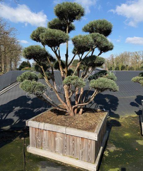 Pinus sylvestris 'Watereri' bonsai kopen