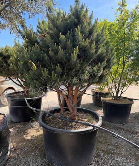 Pinus sylvestris 'Watereri' meerstammig kopen