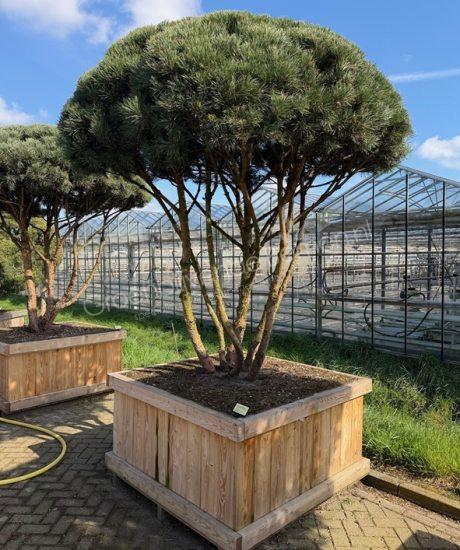 Pinus sylvestris 'Watereri' meerstammig kopen