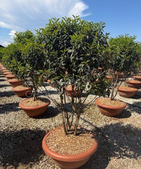 Portugese laurier meerstammig kopen Prunus lusitanica 'Angustifolia'