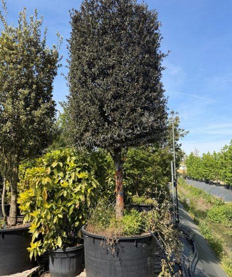 Quercus Ilex halfstam steeneik