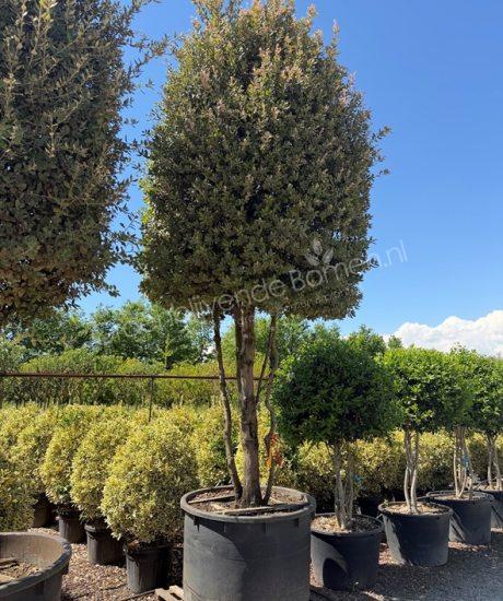 Steeneik meerstammig Quercus Ilex
