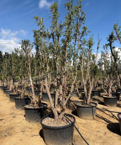 Quercus suber meerstammig kopen Kurkeik