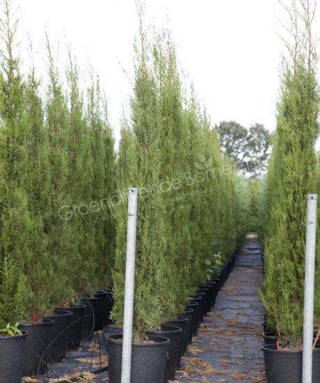 Italiaanse cipres kopen Cupressus sempervirens