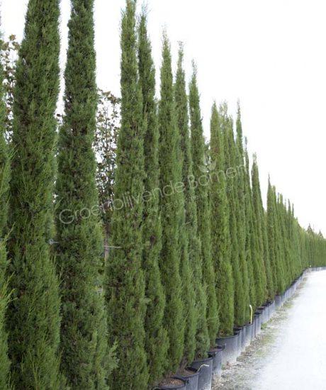 Toscaanse cipres kopen Cupressus sempervirens