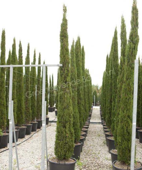 Cupressus sempervirens kopen Italiaanse cipres