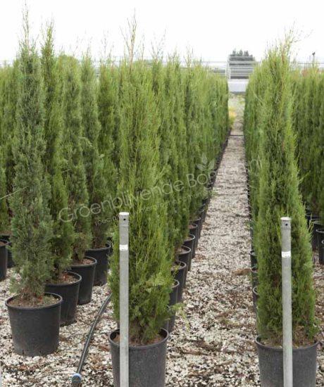 Toscaanse cipres kopen Cupressus sempervirens