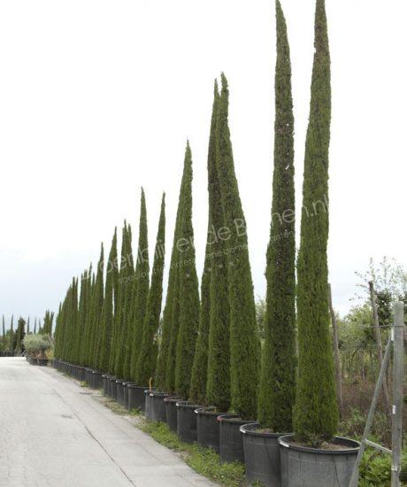 Toscaanse cipres Cupressus sempervirens