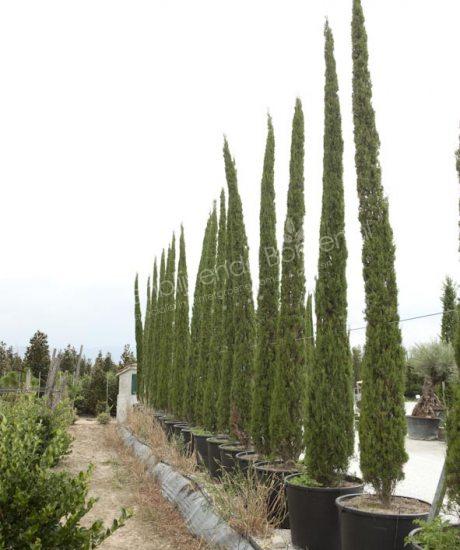Cupressus sempervirens Italiaanse cipres