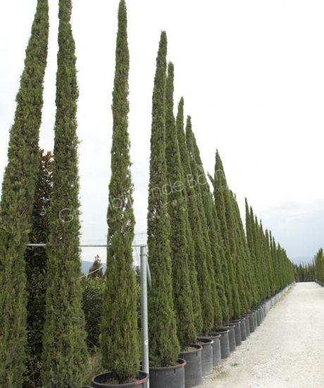 Italiaanse cipres kopen Cupressus sempervirens