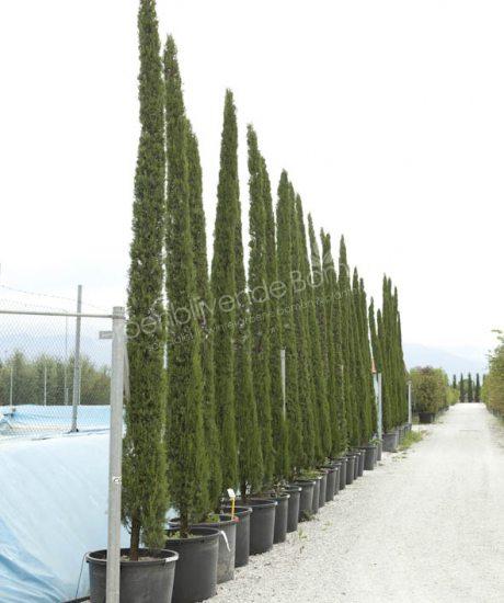 Italiaanse cipres Cupressus sempervirens