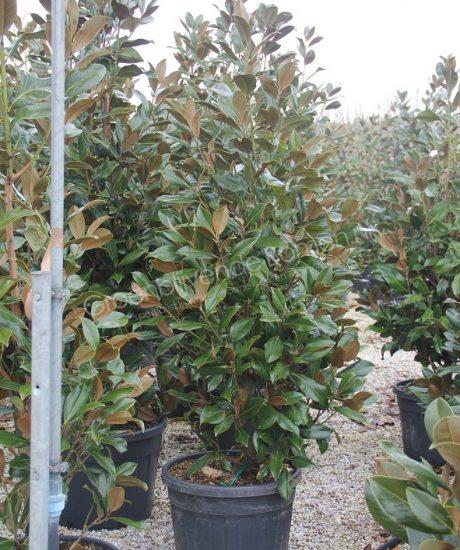 Poëzie Derde Overjas Magnolia grandiflora "Gallisoniensis" | Groenblijvende Bomen | Wintergroene  bomen koopt u bij de Groenblijvende bomen in Overloon - Product