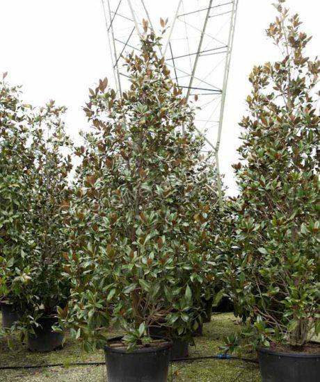 Magnolia grandiflora kopen zuilvorm