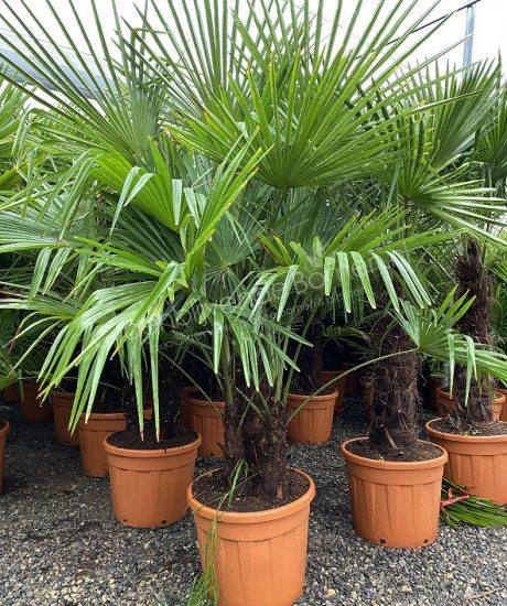 Trachycarpus fortunei - Chinese waaierpalm - Meerstammige palmboom