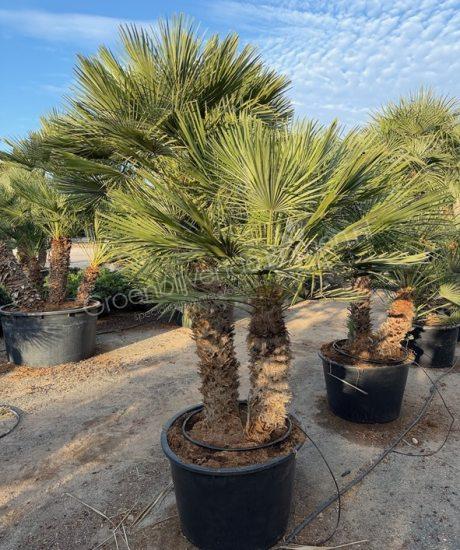 Chamaerops humilis - Europese dwergpalm meerstammig