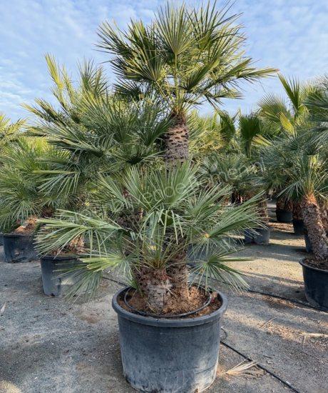 Chamaerops humilis - Europese dwergpalm meerstammig kopen