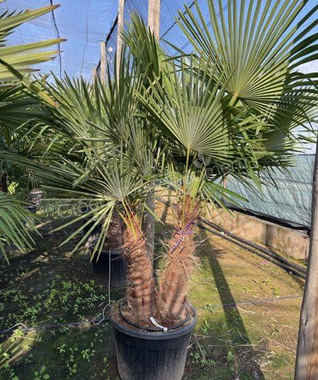 Trachycarpus fortunei - Chinese waaierpalm - Meerstammige palmboom