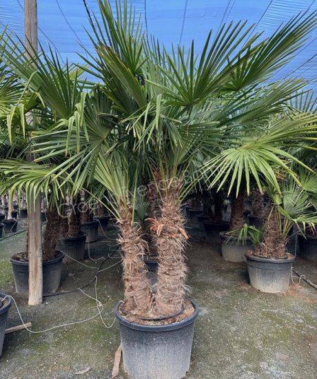 Trachycarpus fortunei kopen - Chinese waaierpalm - Meerstammige palmboom
