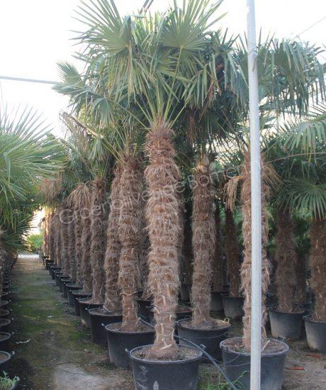 Trachycarpus fortunei een Chinese waaierpalm 