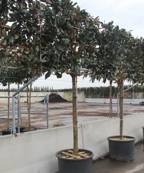Wintergroene Magnolia leiboom kopen in pot