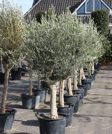 Beeldhouwer huichelarij willekeurig Olijfboom | Groenblijvende Bomen | Wintergroene bomen koopt u bij de Groenblijvende  bomen in Overloon - Product