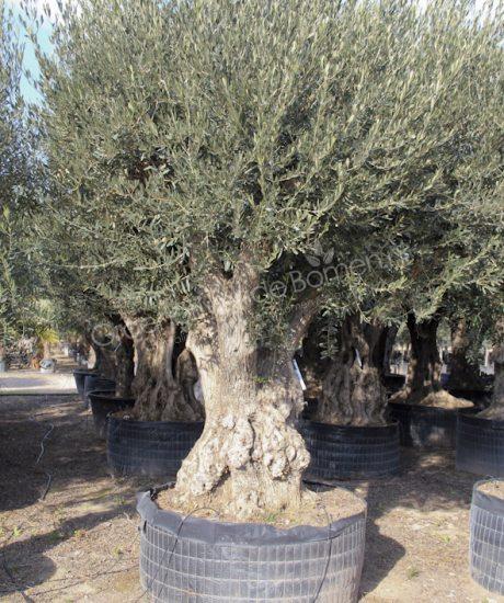 Olijfboom Full-size uit Pyreneeën | Groenblijvende Bomen | Wintergroene bomen koopt u bij de Groenblijvende bomen in Overloon - Product