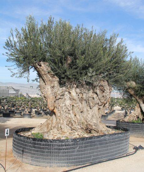 Olijfboom regional uit Pyreneeën zonder pot circa 700 tot 750 jaar oud