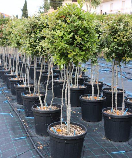 detectie voordelig open haard Quercus ilex | Groenblijvende Bomen | Wintergroene bomen koopt u bij de Groenblijvende  bomen in Overloon - Product
